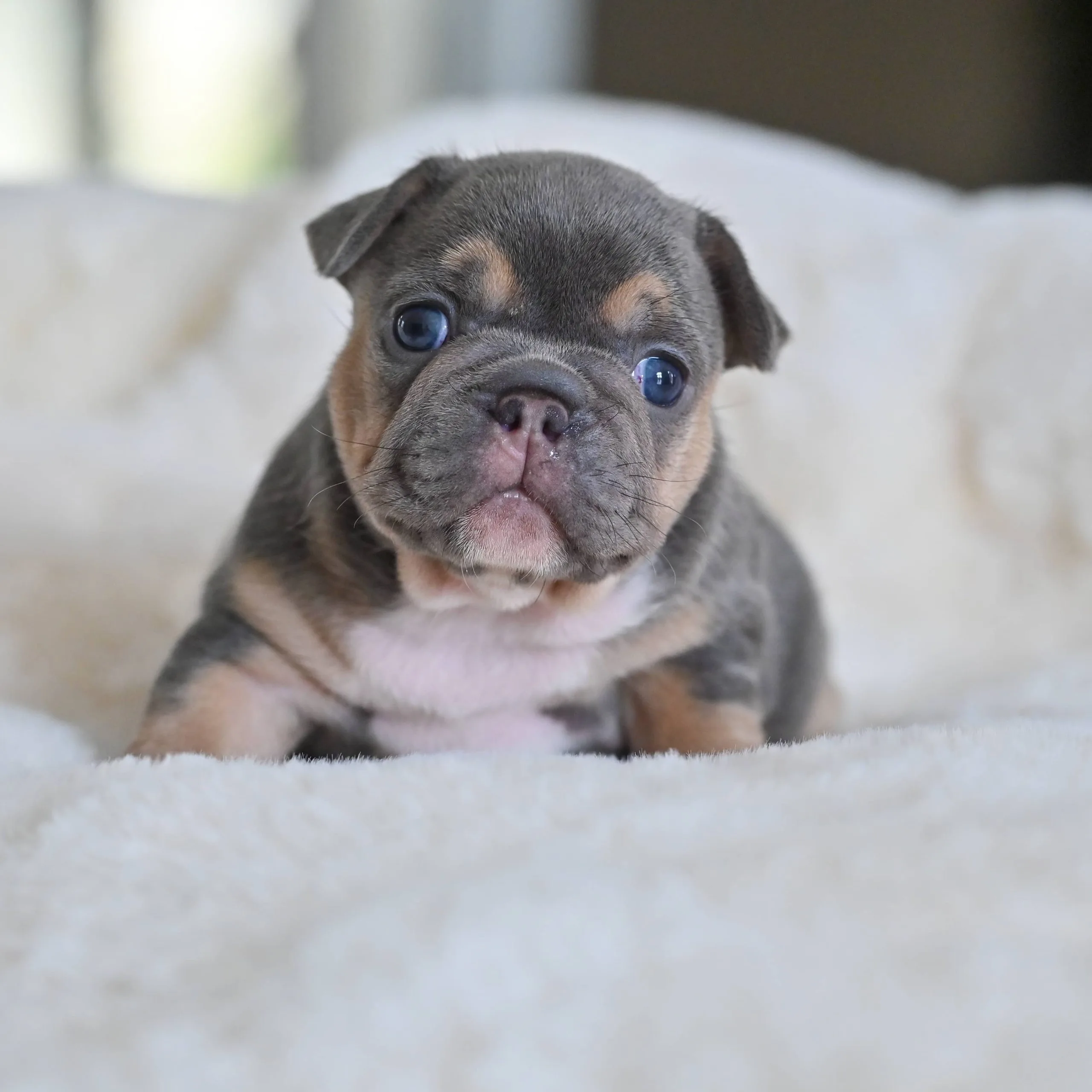 Chiot femelle bouledogue français sylver merle tan