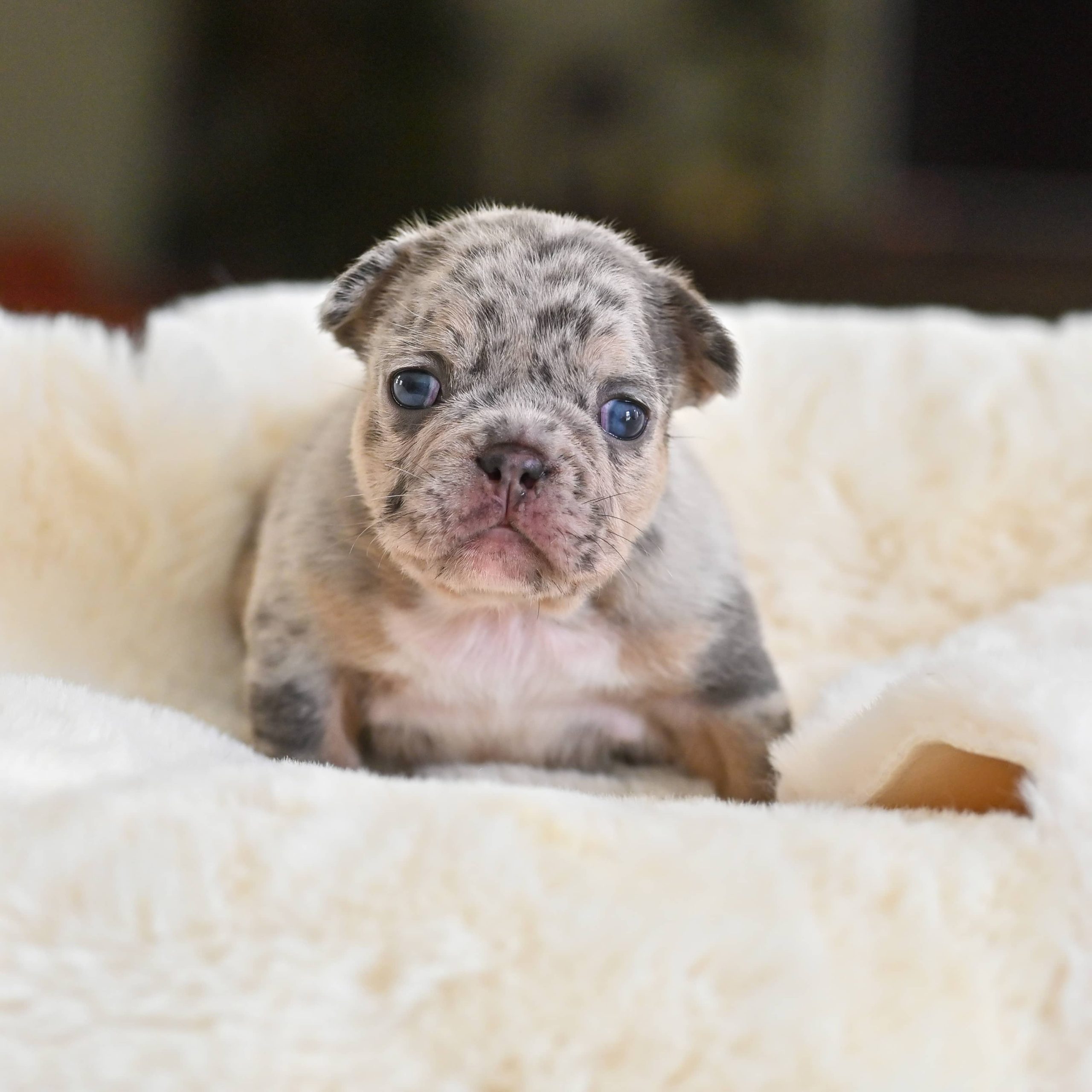 Chiot femelle bouledogue français sylver merle tan