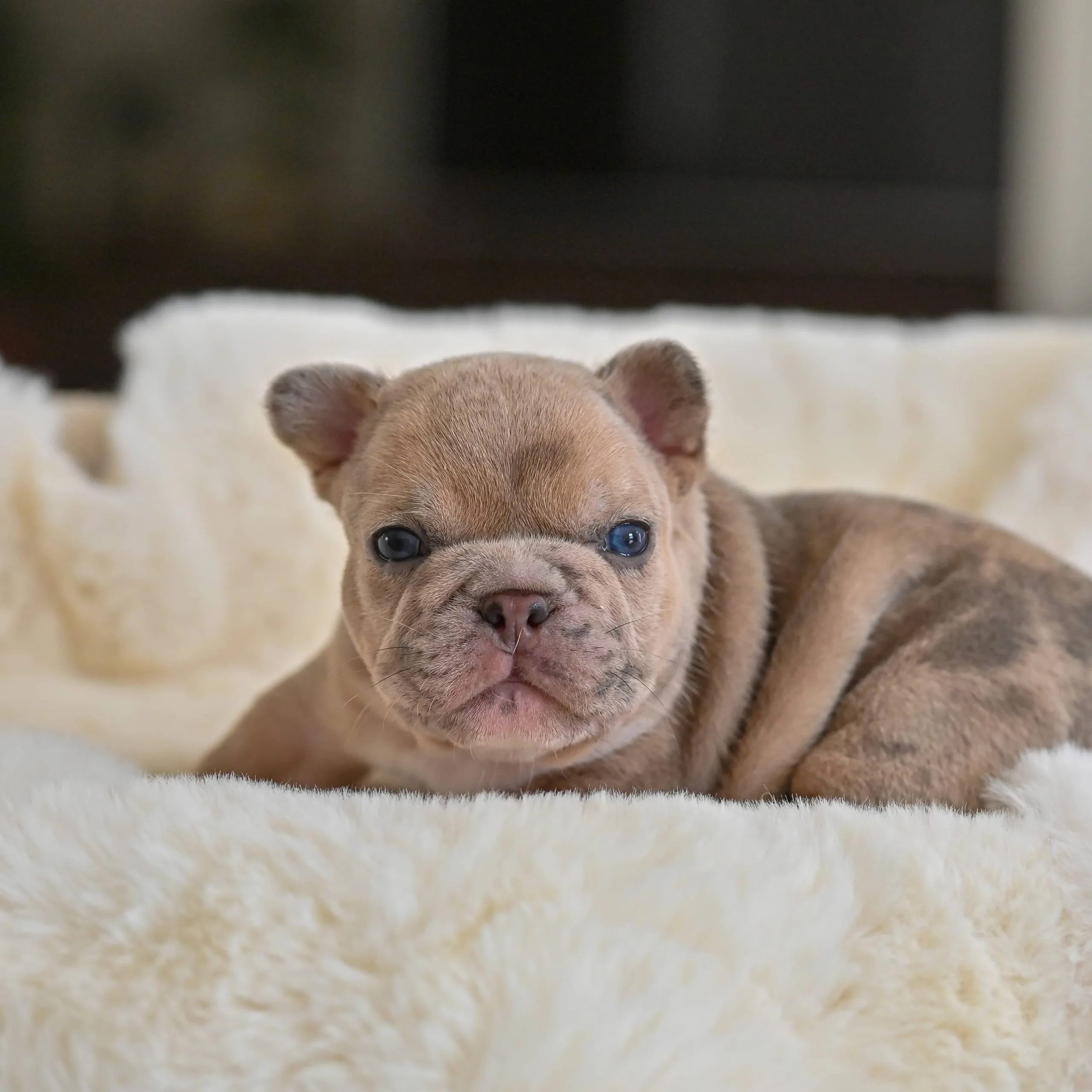 Chiot mâle bouledogue français lilac fauve merle