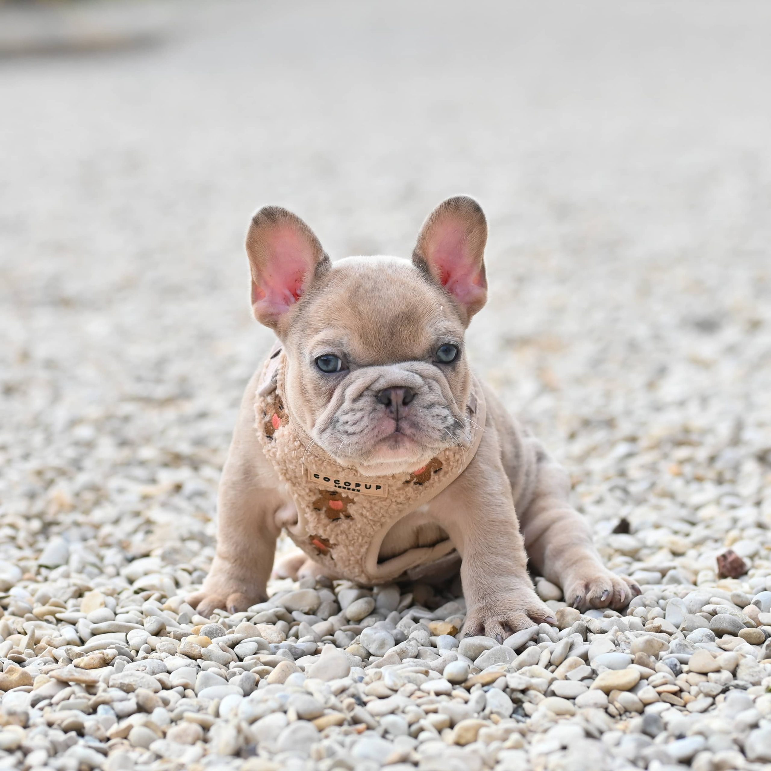 Chiot femelle bouledogue français sylver merle tan