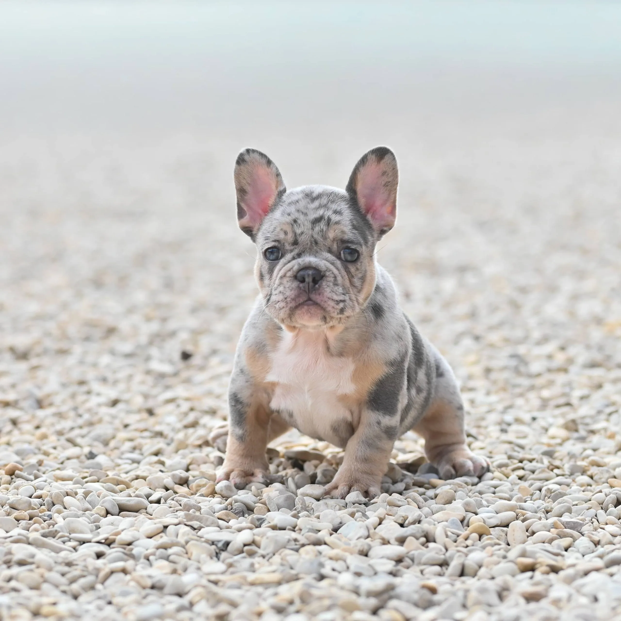 Chiot femelle bouledogue français sylver merle tan