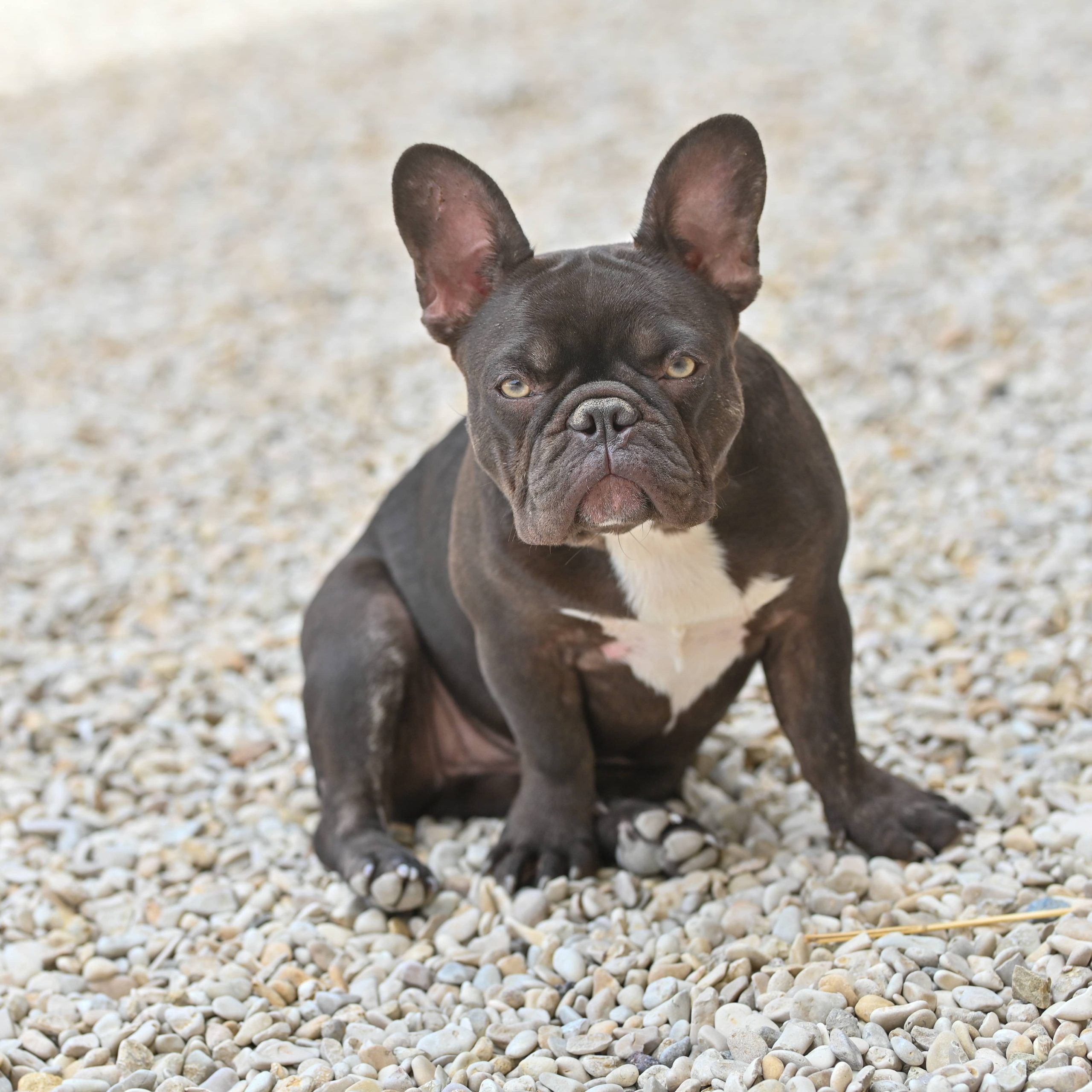 Chiot femelle bouledogue français cacao