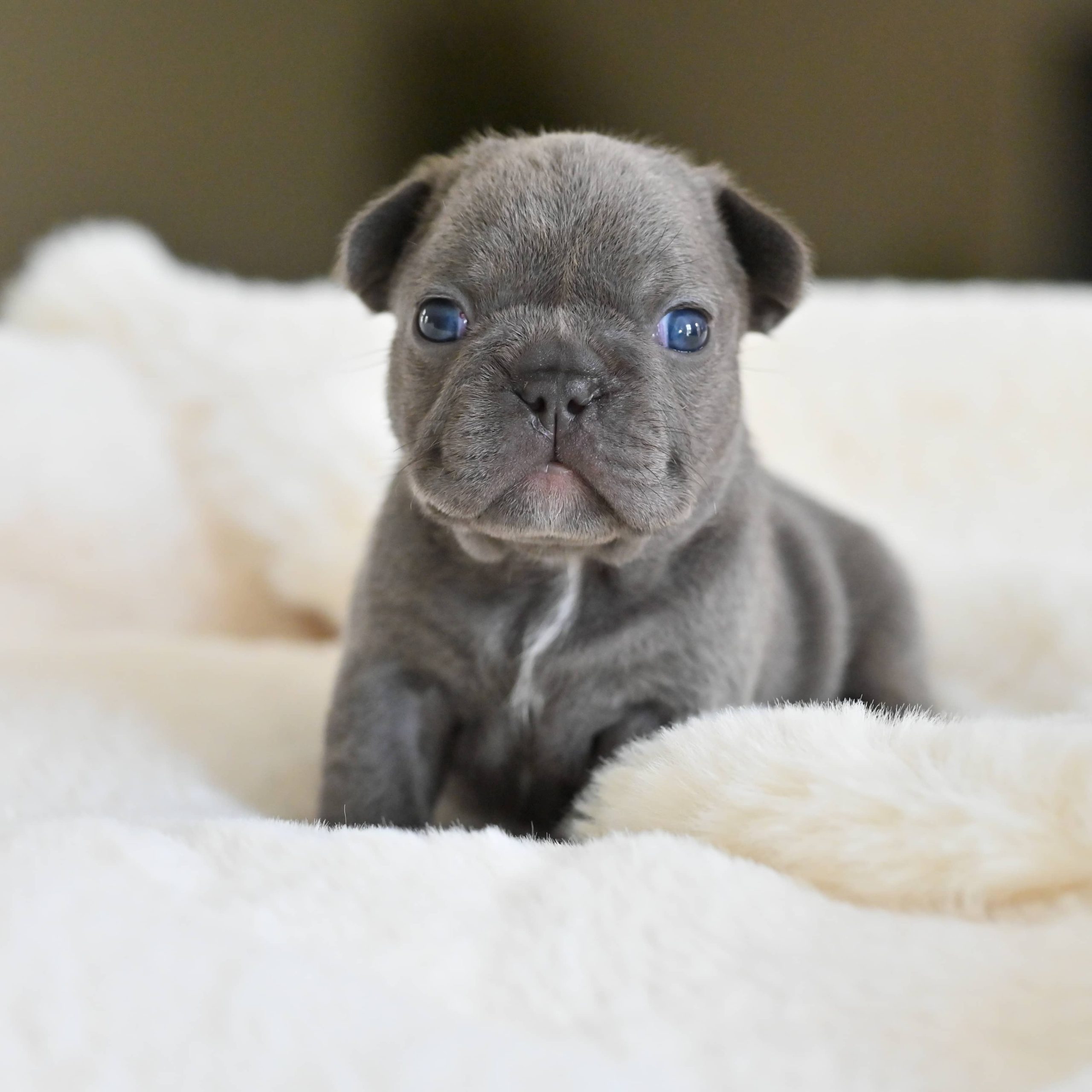 Chiot femelle bouledogue français bleu