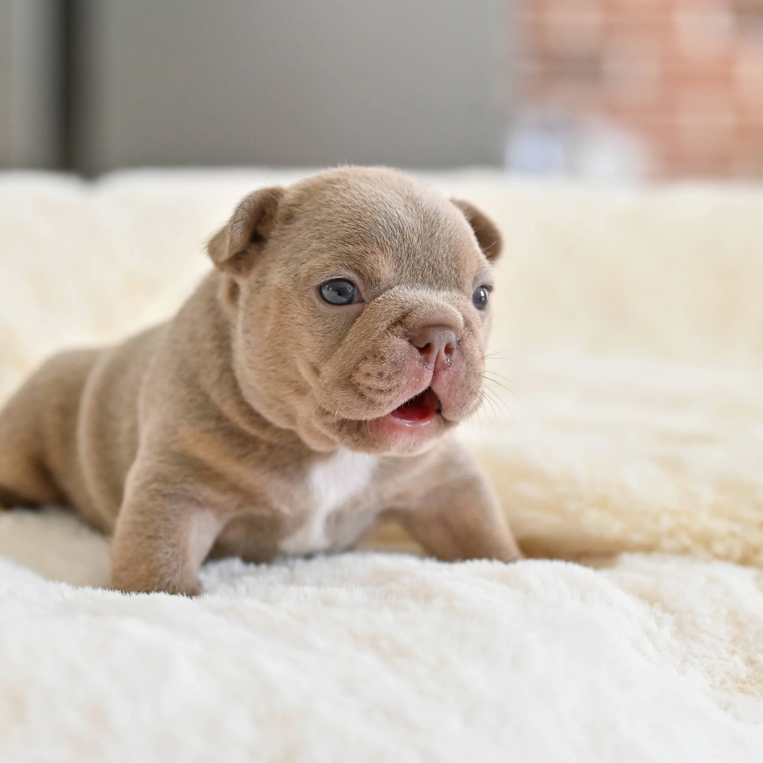Chiot mâle bouledogue français isabella tan