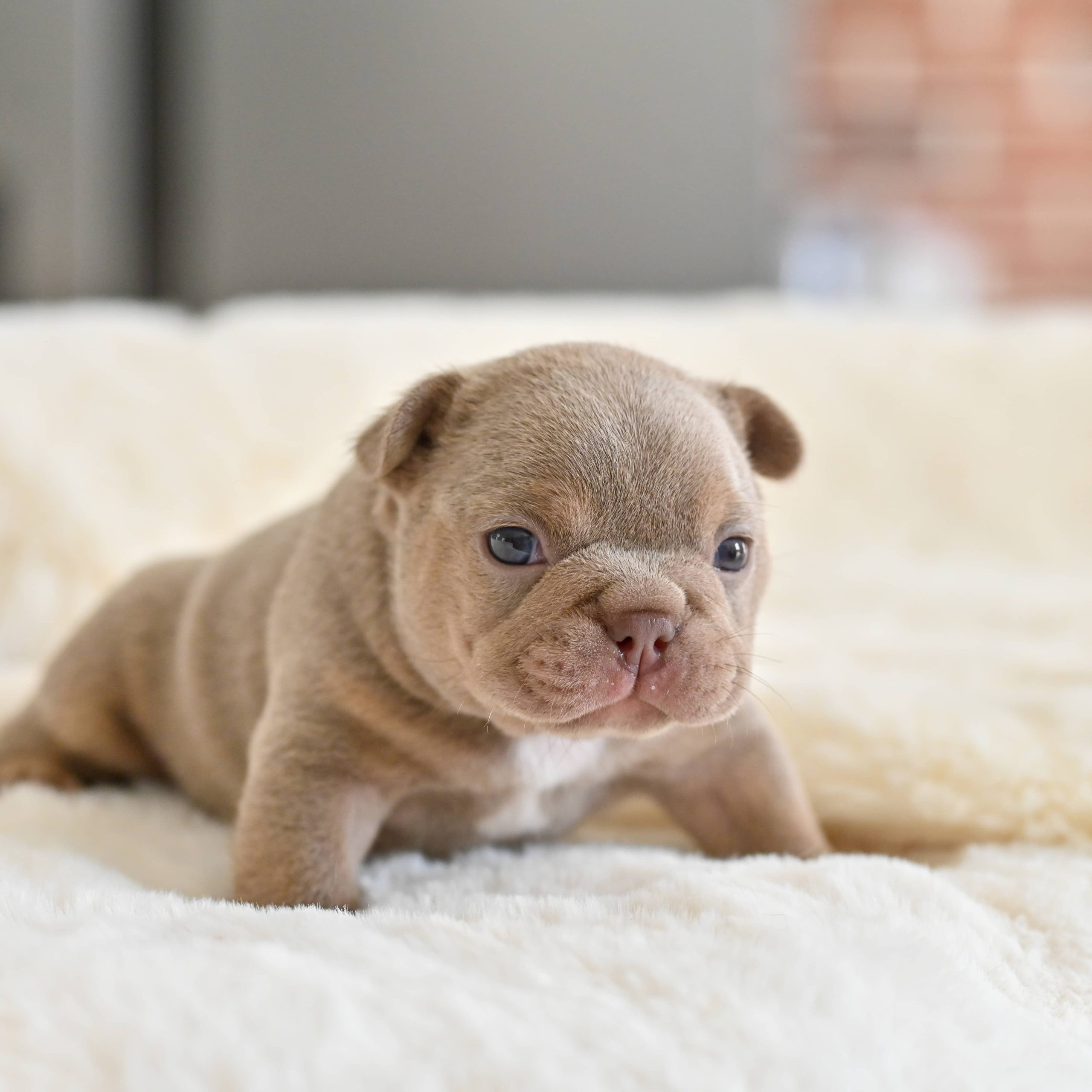 Chiot mâle bouledogue français isabella tan