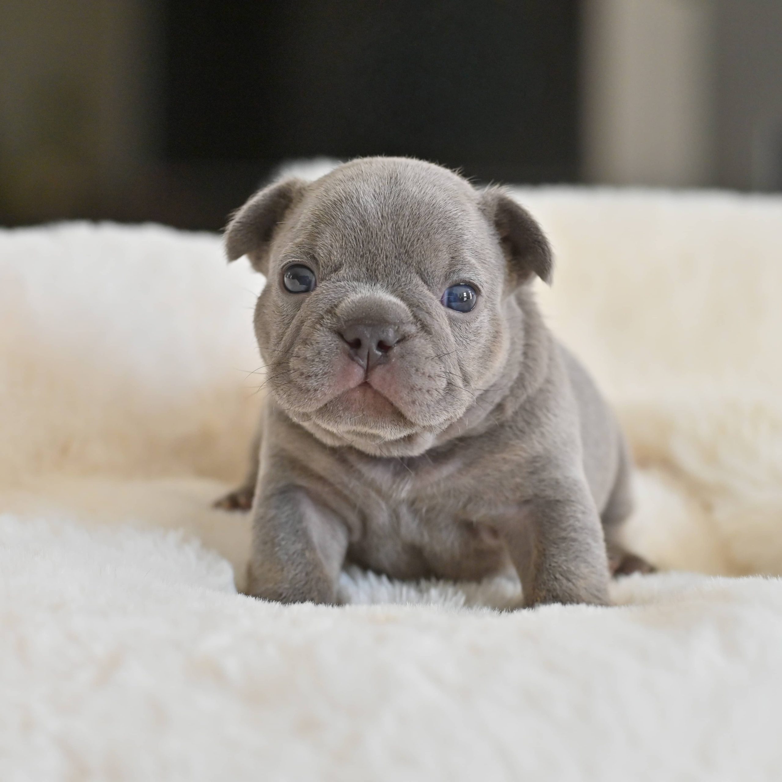 Chiot mâle bouledogue français lilac