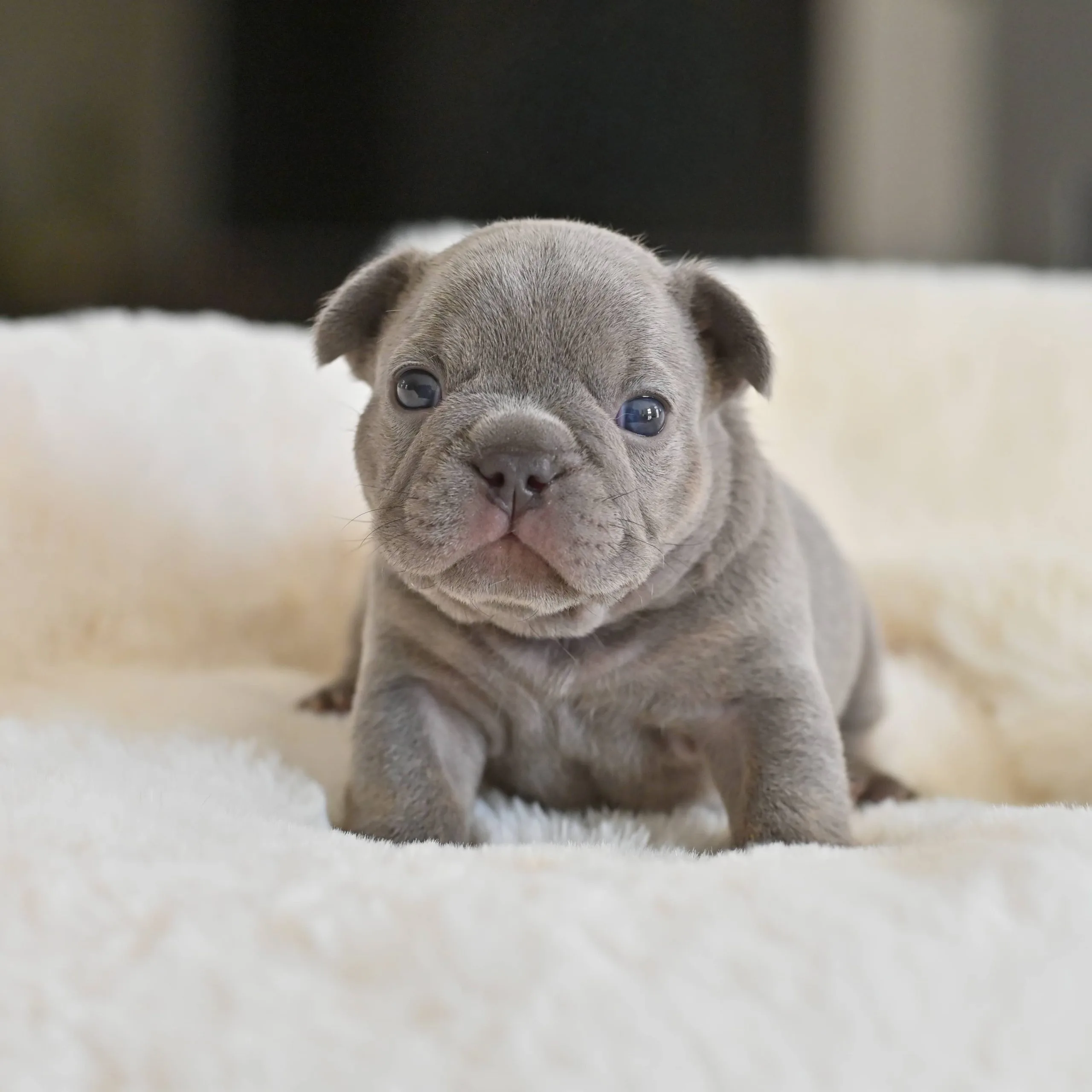 Chiot mâle bouledogue français lilac