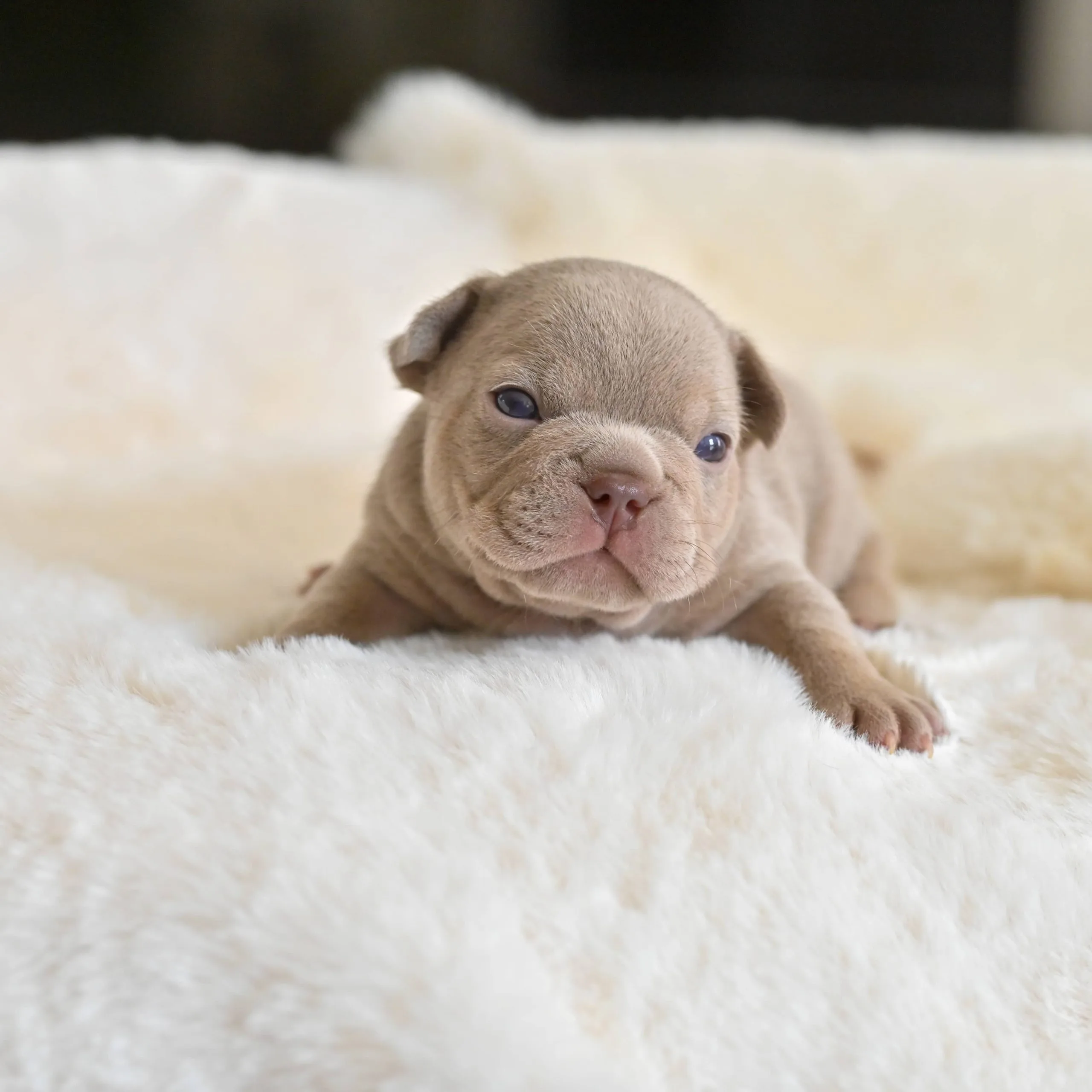 Chiot mâle bouledogue français isabella newshade tan